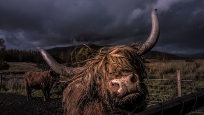 夜间围栏内的棕色牦牛
